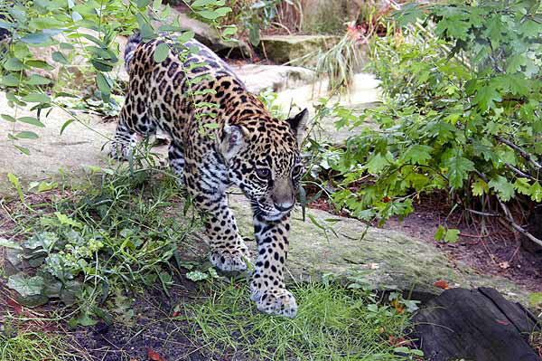 Junger Jaguar